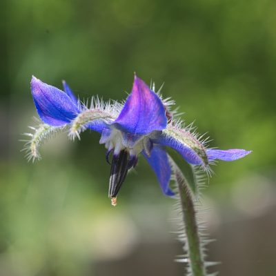 Flores Comestíveis