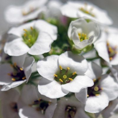 Aliso Prata flor comestivel