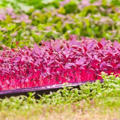 Microvegetais Sementes