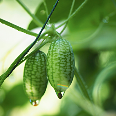 Cucamelon
