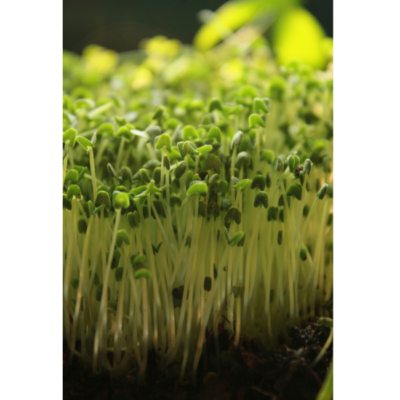 Sementes Wasabi | Microvegetais